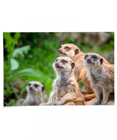 24x36 Inch Giclee Print, Meerkats $27.49 Totes