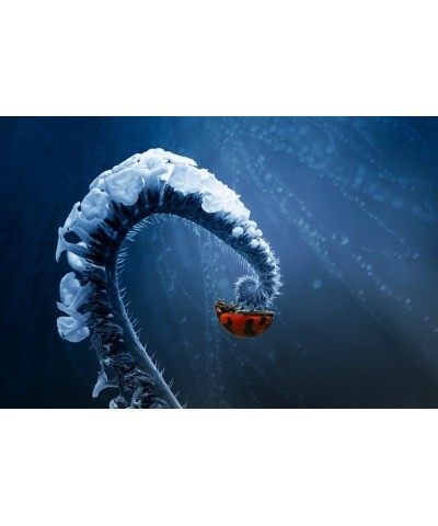 Ladybug on Frozen Fern (36x54 Giclee Gallery Art Print, Vivid Textured Wall Decor) $45.00 Totes